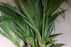 LA-VIE-EN-PRINCIPAUTE_097