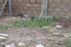 la-principaute-des-baobabs01