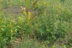 la-principaute-des-baobabs02